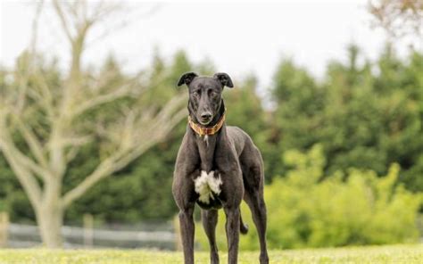 gawa greyhound|Greyhounds as Pets .